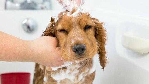 Bathing a store puppy